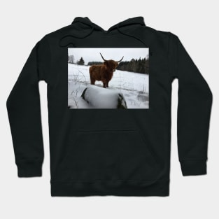 Scottish Highland Cattle Cow 2268 Hoodie